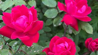 Rose Garden in Flushing Meadow park, Queens, New York