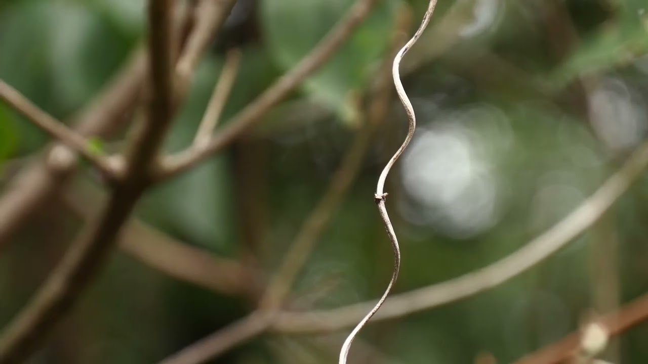 Information from Putuo Mountain - TRAILER