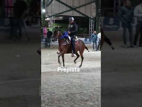 feria las flores río negro Antioquía, Bendita fe de Carmen Rosa 🐎