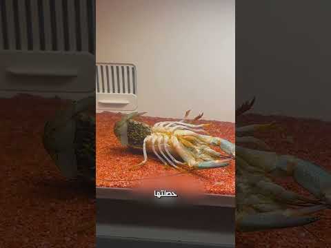 جاب كابوريا و حصلت كارثة🦞