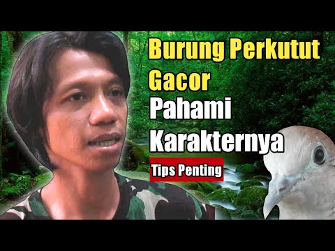 Local turtledoves diligently long sound big sound || understand the character.