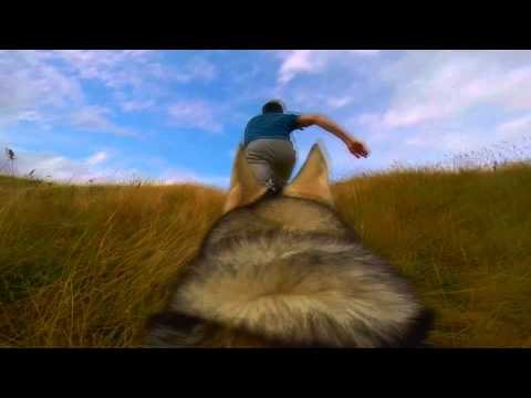 Thor the Dog and GoPro Hero 3+ Black With Dog Harness