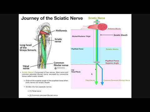 Basics of the Sciatic Nerve | Structure, Branches, and Disorders
