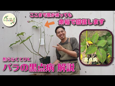 園芸 バラの茂みの病気