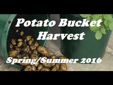 Harvesting Potatoes From Buckets, Summer 2016 HD