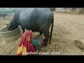 Buffalo Milking Village Life Video