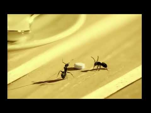 SILVER SPOON: Sugar Ants (Dave Trott)