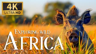 Exploring Wild African 4K 🐾 Amazing Wonderful Wildlife Film with Relax Piano Music & Animals Video