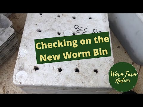 Checking in on New Worm Bin