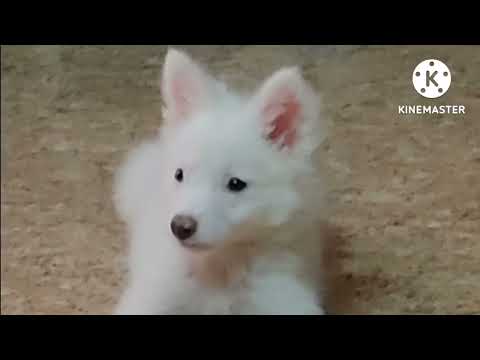 Best Photography #prabirshil#Doglovers