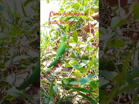 .Pura naturaleza de los Llanos Orientales 🇨🇴#cumaribo #vichada #iguana #naturaleza