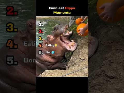 Funniest Hippo Moments