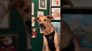 Board Gaymes James - Dog Park video thumbnail