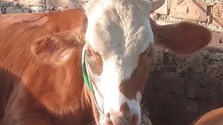 Download lagu ciri ciri sapi bali. dara bali ib atau hamil 3 bulan. dan sapi dara bali minta kawin atau birahi mp3