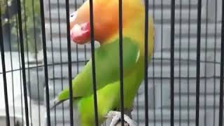 Download lagu MASTERAN Lovebird Ngekek Panjang Dengan Gaya Unik mp3