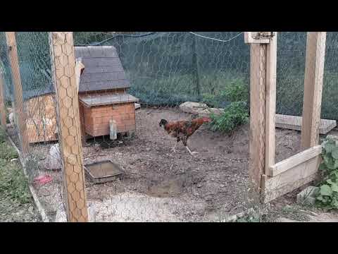 Hühner live bald gibts Eier