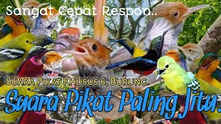 Download lagu SUARA PIKAT PRENJAK RIBUT KOMBINASI. SIRTU. KOLIBRI WULUNG. KOLIBRI NINJA. SOGON. TERBAIK mp3 Download lagu SUARA PIKAT PRENJAK RIBUT KOMBINASI. SIRTU. KOLIBRI WULUNG. KOLIBRI NINJA. SOGON. TERBAIK mp3