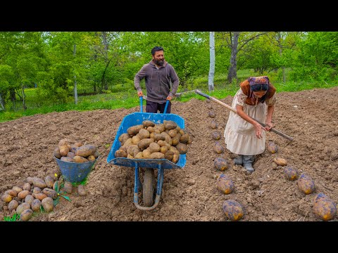 The Traditional Life! Planting Potatoes for Winter Supply and Cooking 2 Dishes from Potatoes!