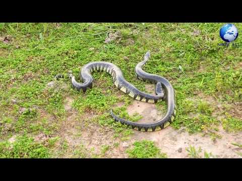 DIY Snake Trap Technology with Cardboard BoxRemove