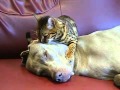 Cat Gives A Dog Hypnotherapy - The Translation
