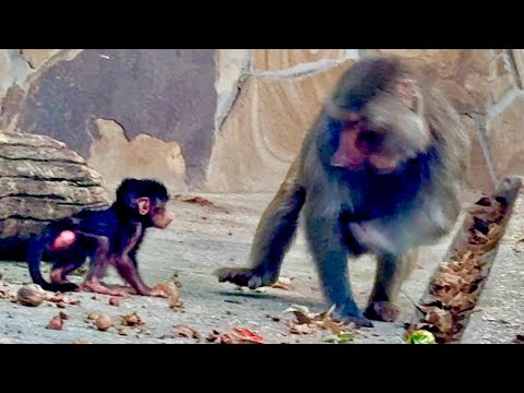 Отец года Веня чуть не порвал Влада от ревности на кусочки и  тряпочки❤️