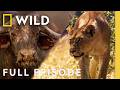 Lion Vs Cape Buffalo When Prey Fights Back Lion Battle Zone Full Episode Nat Geo Animals