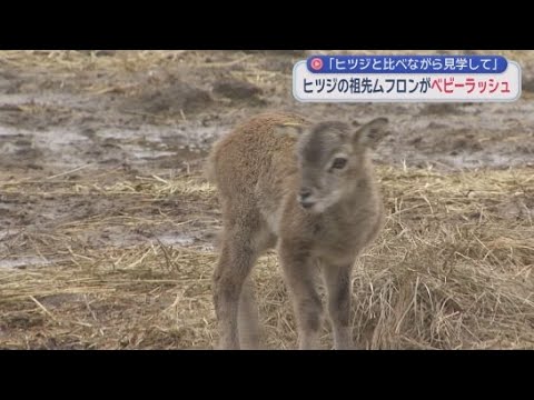 YouTube Video 小型のヒツジ・「ムフロン」の赤ちゃんが人気　静岡・裾野市「富士サファリパーク」