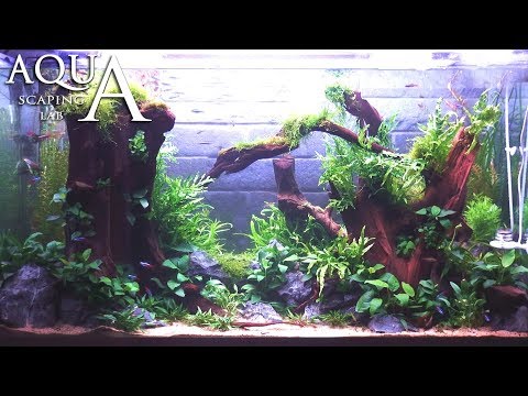 Aquascaping Lab Featured Video