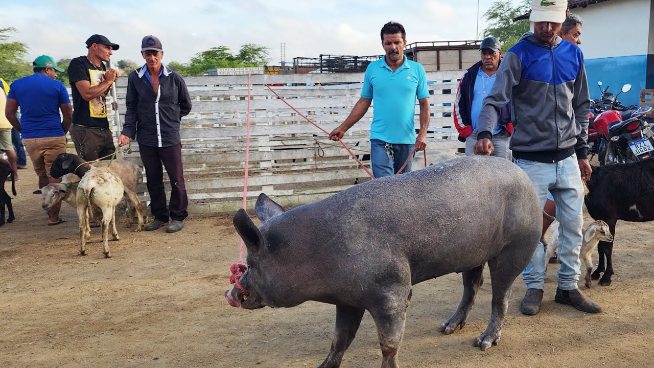 SUÍNOS DE 10 REAIS EM CUPIRA-PE, ALÉM DE CAPRINOS E OVINOS  30-09-2024 #nordeste