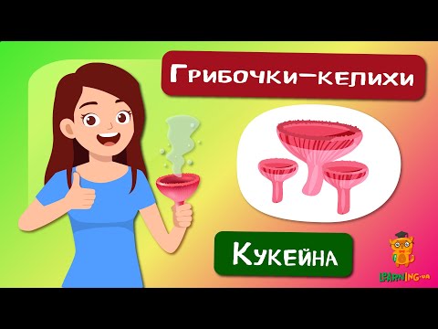 🍀 Дива природи. Явища навколо нас. Гриби роду Кукейна (Cookeina) 🌏