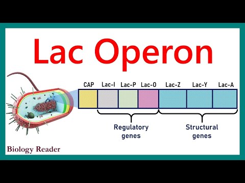 What is Lac-operon? Components, Video, Positive & Negative Control - Biology Reader