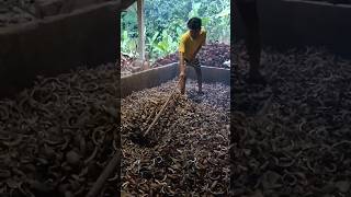 Download lagu traditional copra coconut drying tool mp3