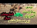 Nomi Pehlwan Butt Vs Shaban Pehlwan Sial