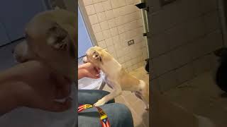 Video preview image #1 Chihuahua-Unknown Mix Puppy For Sale in NYC, NY, USA