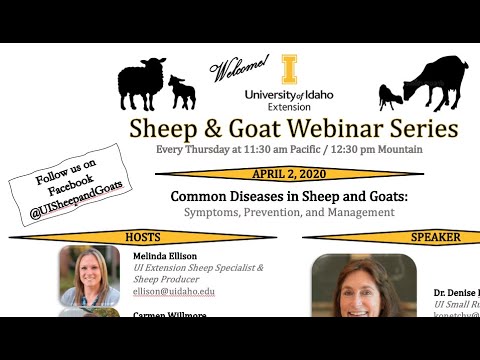 , title : 'Common Diseases in Sheep and Goats (UI Extension Sheep & Goat Webinar Series)'