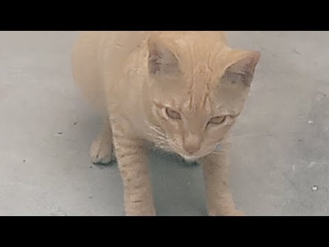 hmari 🐈 cats kitni cute hai