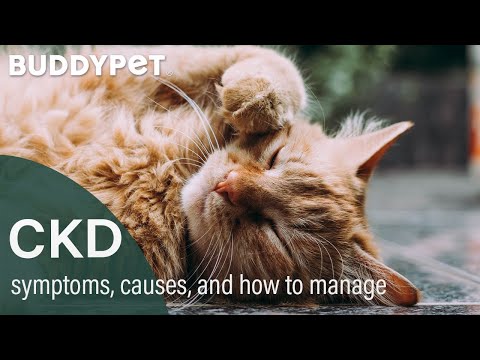 Symptoms, Causes and How To Manager Chronic Kidney Disease In Your Cat
