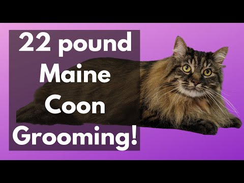 22 pound Maine Coon Grooming!