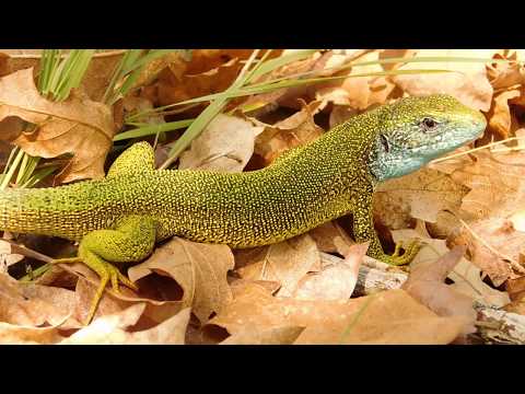 Gușterul (Lacerta viridis) - The European green lizard