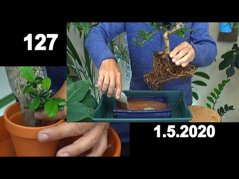 Zimmerpflanzen. Indoor Bonsai Fukientee, Chili und Kirschmyrte. Vermehrung Fukientee Abmoosung und