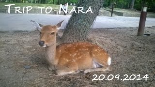 preview picture of video 'Our trip to Nara ^^Поездка в г.Нара'