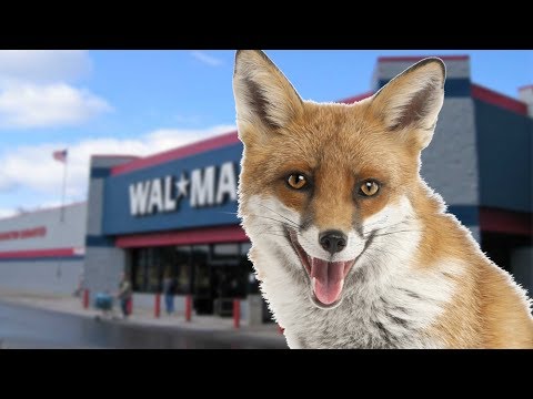 How Does The Fox Taste?