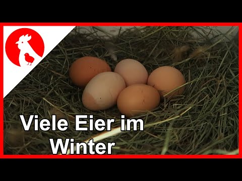 , title : '030 So legen eure Hühner auch im Winter! Jensman and the Huhns🐔'