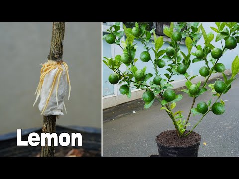 The method of propagating guava with coconut banana for fast rooting