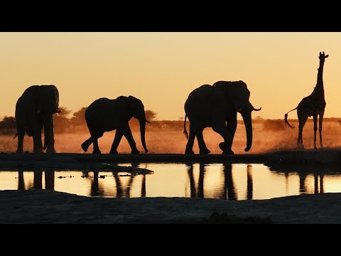 Botswana 2021 Vlog 4 - Xnai Pan, Baine’s Boabab, Kubu eiland, Khama Rhino Sanctuary