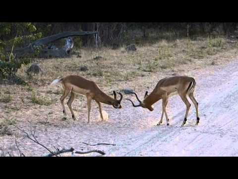 Impala Males Sparring