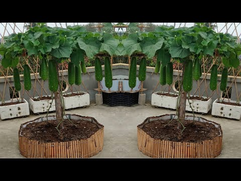 #53 No need for a garden, it's very easy to grow this way and has a lot of fruit