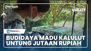 Budidaya Madu Kelulut untuk Bertahan Hidup di Masa Pandemi, Warga Sukadana Untung Jutaan Rupiah