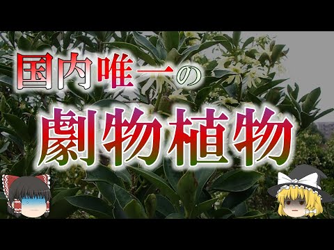 サニジンについて詳しく解説