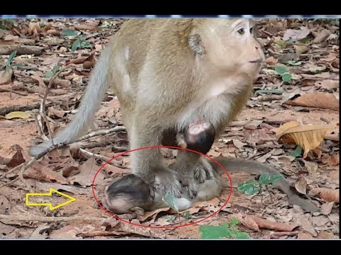 Breen angry with small baby & siting so hurt, What happen with small baby monkey?